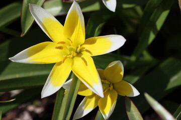 Sweden. Late tulip (lat. Tulipa tarda) is a species of perennial, bulbous, herbaceous plants from the genus Tulip of the Liliaceae family. 