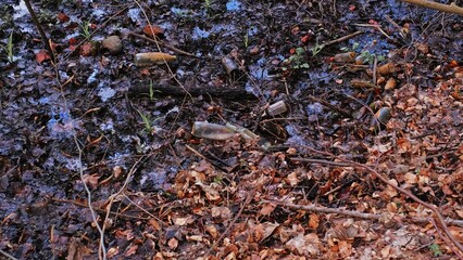 Forest Swamp Bog Morass Polluted with Glass and Plastic Bottles Garbage Trash