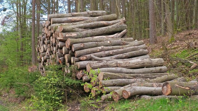 Tree Logs Stacked at Forest Clearance Site Prepared for Transport on Flatbed Trailer
