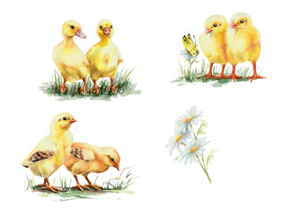 Cute duck and chicken chicks, watercolor illustration