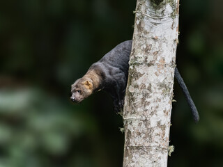 Tayra on tree trunk on green background in Ecuador
