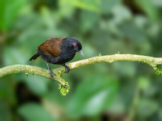 Female Western Fire-eye on mossy stick on green background