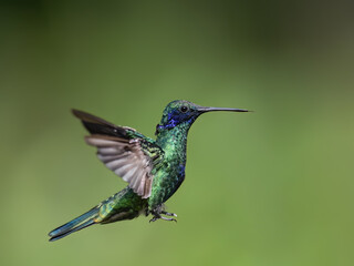 Sparkling Violetear Hummingbird in flight against green background