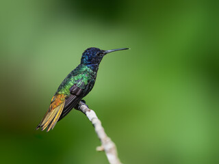 Golden-tailed Sapphire Hummingbird on a stick against  green background