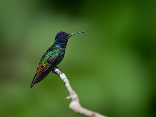 Golden-tailed Sapphire Hummingbird on a stick against  green background