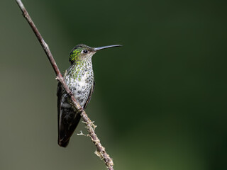Many-spotted Hummingbird on tree branch against green background