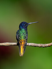 Golden-tailed Sapphire Hummingbird on a stick against  green and red  background