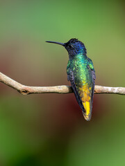 Golden-tailed Sapphire Hummingbird on a stick against  green and red  background