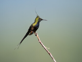 Fototapeta premium Wire-crested Thorntail Hummingbird on a plant stem on green background