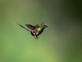 Wire-crested Thorntail Hummingbird in flight on green background