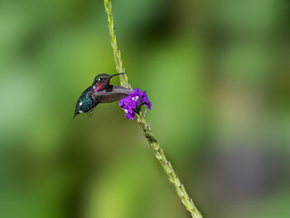 Male Gorgeted Woodstar in flight collecting nectar from a purple flower