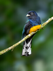 Green-backed Trogon on mossy branch, portrait