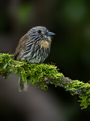 Black-streaked Puffbird on mossy stick against green background