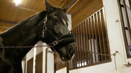 Black horse in the barn. Charming black horse standing in a paddock in daylight. A small black horse stands in a stall.