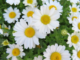 Fototapeta premium 白いお花畑
