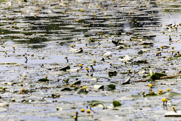 Sviluppo intenso di piante acquatiche sula riva del canale Piovego a Padova