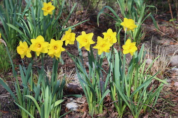 Sweden. Narcissus jonquilla, commonly known as jonquil or rush daffodil, is a bulbous flowering plant, a species of the genus Narcissus (daffodil). City of Linkoping. 