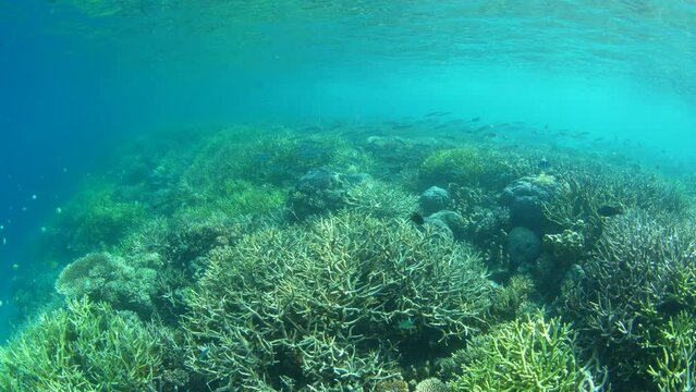 A healthy coral reef thrives in shallow water in Raja Ampat, Indonesia. This beautiful, tropical region is known for its spectacular marine biodiversity and world class diving and snorkeling.
