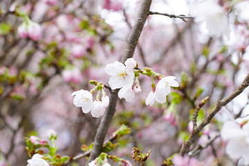 Branches of sakura flowers, cherry blossom