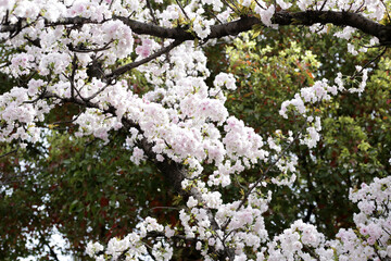 Branches of sakura flowers, cherry blossom
