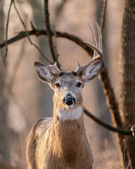 Deer with one antler very close up.