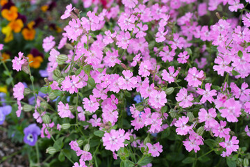 Silene pendula pink flower in the garden