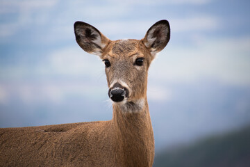 Deer