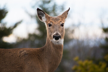 Deer ear 2