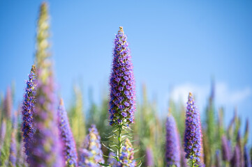 Obraz premium purple flowers