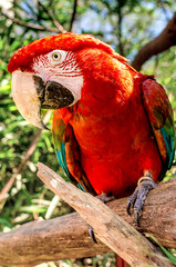 Macaw rescued from captivity, victim of mistreatment.