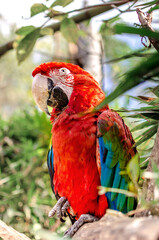 Macaw rescued from captivity, victim of mistreatment.