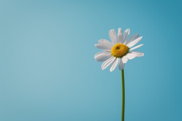 Obraz premium Vibrant daisy flower against blue sky