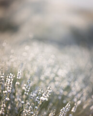 Fototapeta premium Sunset over a white lavender field in Provence, France.