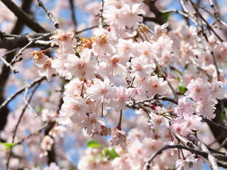 小さい桜の花