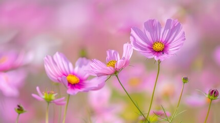 Vibrant pink cosmos flowers in bloom