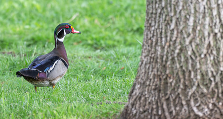 Portrait of a male wood duck standing in bright green grass next to a tree trunk in spring.
