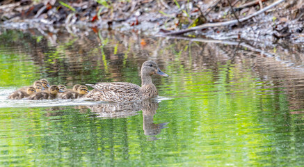 Female mallard duck swims in a lake with her ducklings in spring.
