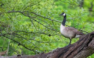 Portrait of a Canada goose perched in a tree surrounded by bright green spring leaves.