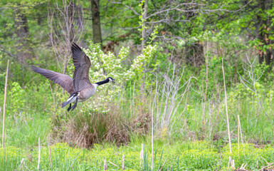 Canada goose takes off into the forest in spring.