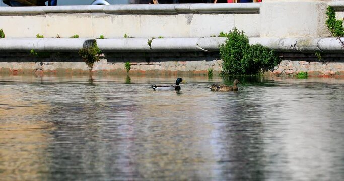 Due anatre nuotano in una piscina pubblica
