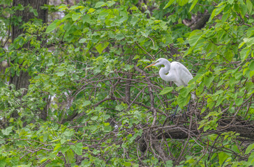 White heron, or great egret, perched in a tree surrounded by bright green spring leaves.