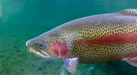 Rainbow trout (Oncorhynchus mykiss) close-up under water