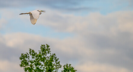 White heron, or great egret, flying against a blue sky with white puffy clouds.