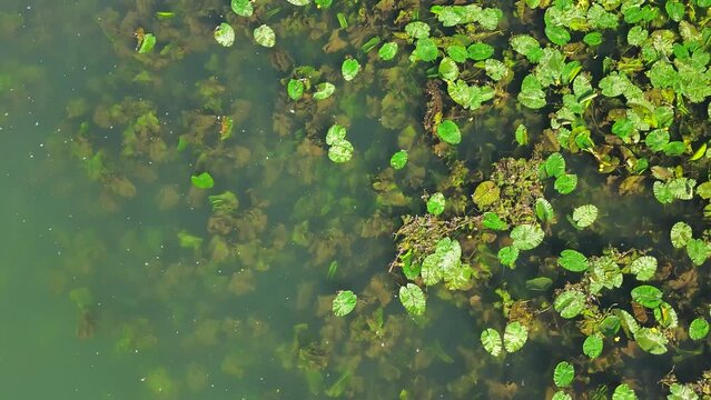 Sviluppo intenso di piante acquatiche sula riva del canale Piovego a Padova