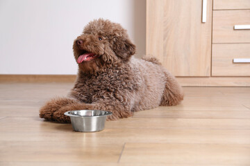 Cute Toy Poodle dog near feeding bowl indoors
