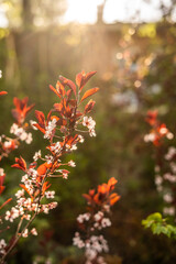 Pretty Springtime Blossoms Tree in Utah