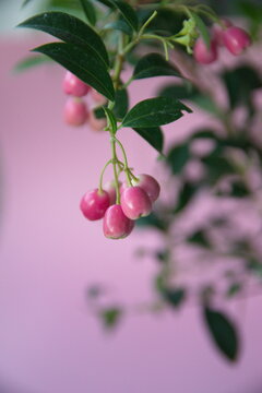 Fruits of lilly pilly, Syz&yacute;gium panic&uacute;latum,   the magenta lilly pilly or magenta cherry, is a species of flowering plant in the myrtle family Myrtaceae, native to New South Wales, on pink background