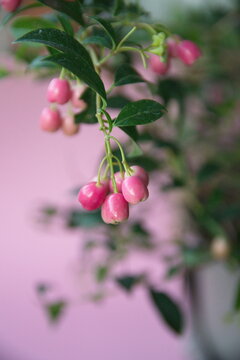 Fruits of lilly pilly, Syz&yacute;gium panic&uacute;latum,   the magenta lilly pilly or magenta cherry, is a species of flowering plant in the myrtle family Myrtaceae, native to New South Wales, on pink background