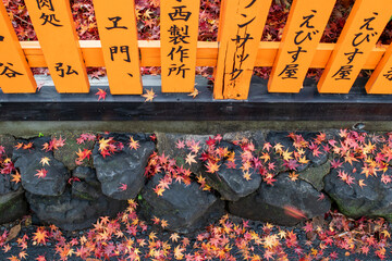 Autumn leaves Japan