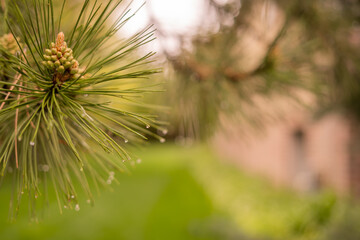 Dew Drops on Tree Plants Macro Photo Backgrounds